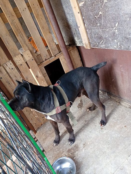 Продам Кане Корсо кабель