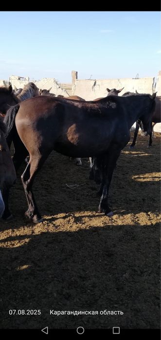 Ту бие, кобыла, лошадь