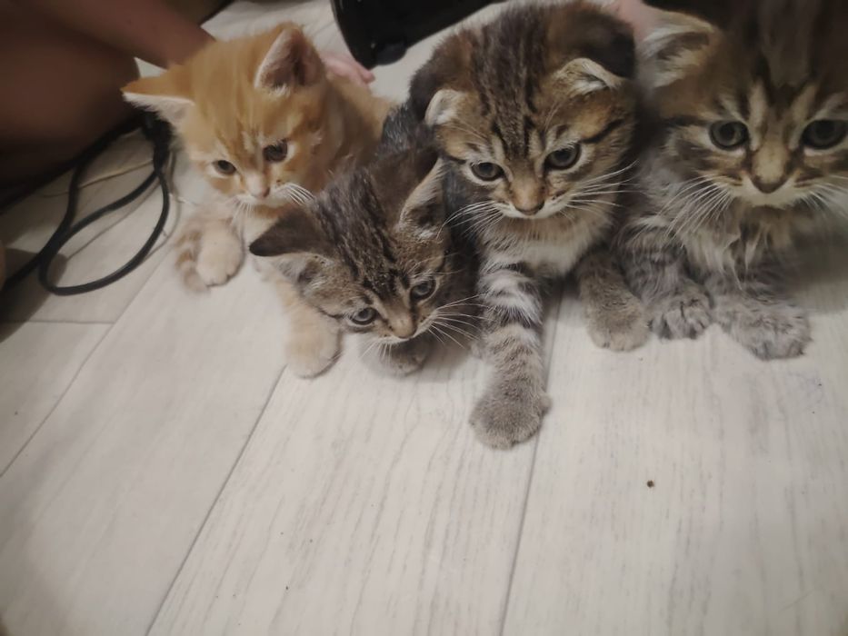 Отдам котят в хорошие руки