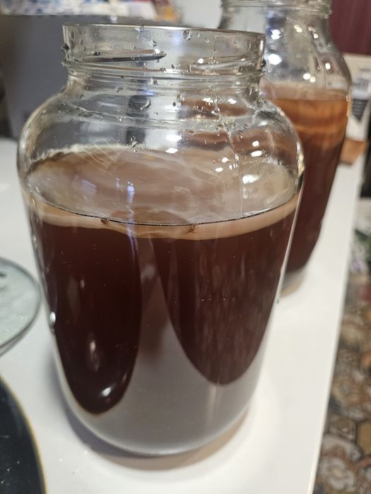Vând ciuperca Kombucha / ceai