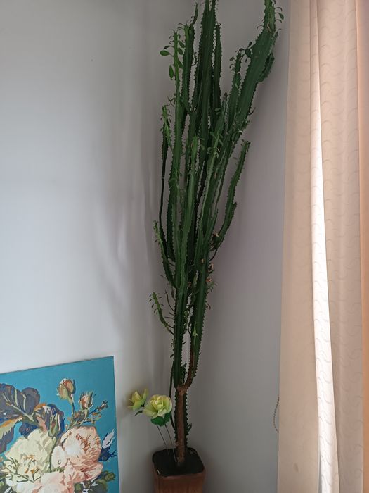 Малочай 2 штуки,идеально в офис