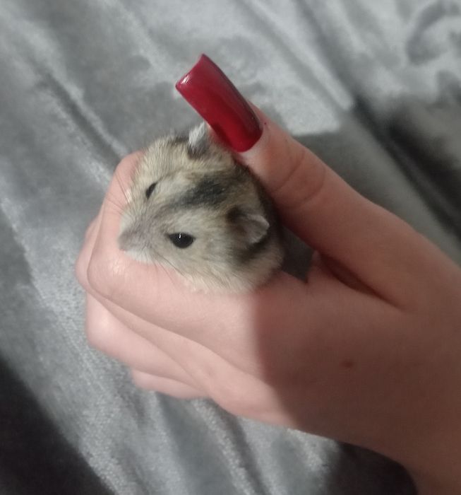 Продам джунгарских хомяков