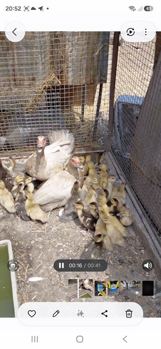 Продам ундоутят от индоутки
