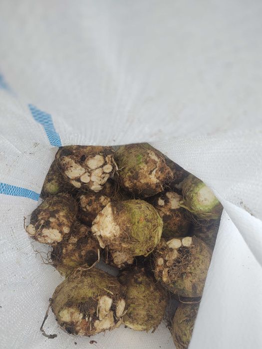 Țelină rădăcina de vânzare