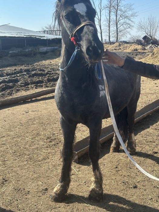 Продам Жеребца!!