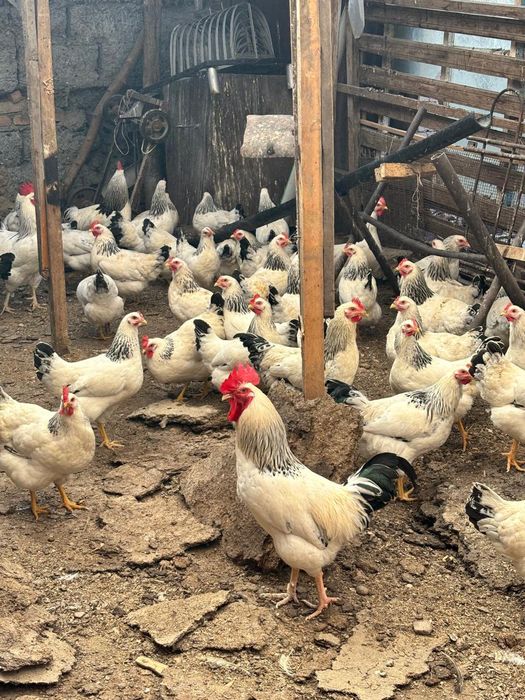 Продам кур породы Адлер
