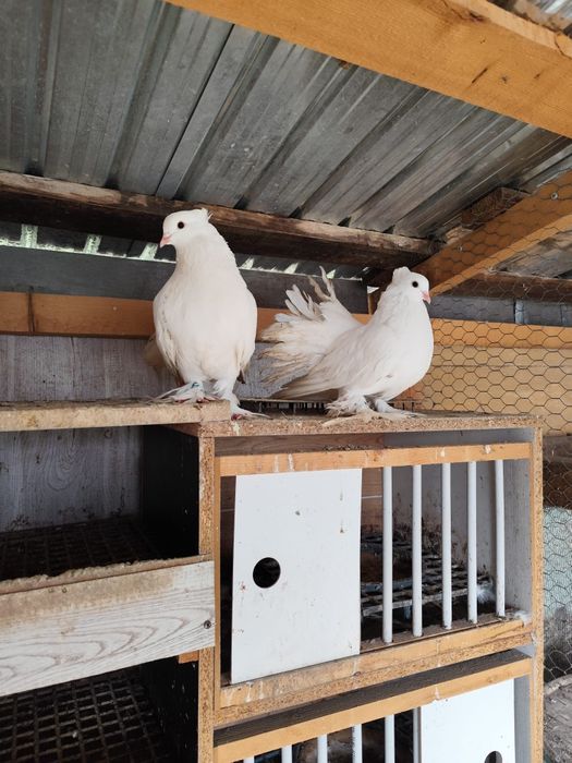 Voltat indian talie mare