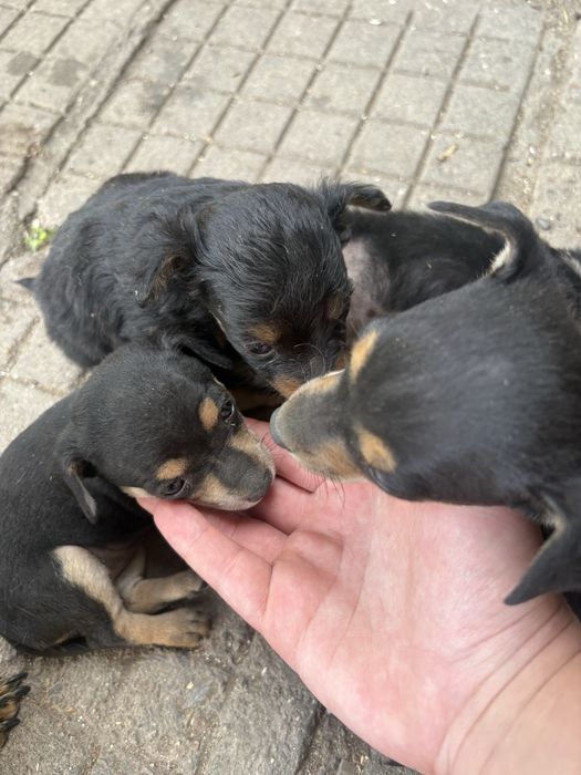 Продавам пинчери