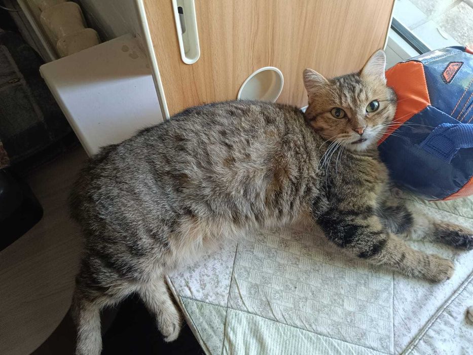Отдам кота в хорошие руки