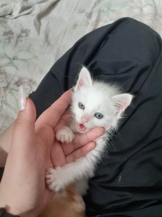 Сотилади якши колларга