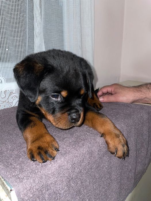 Чистокръвно Ротвайлерче