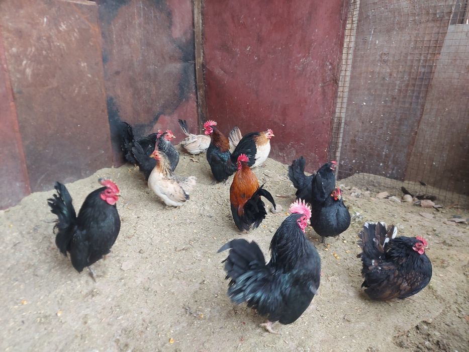 Серама декоративные куры