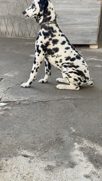 Dalmatin kuchuk sotiladi juda ham toza qonlik