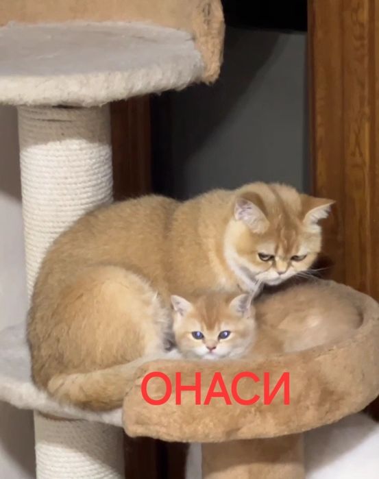 Britanskiy zalatisti chinchilla o'g'il bola 3 oylik Ny11