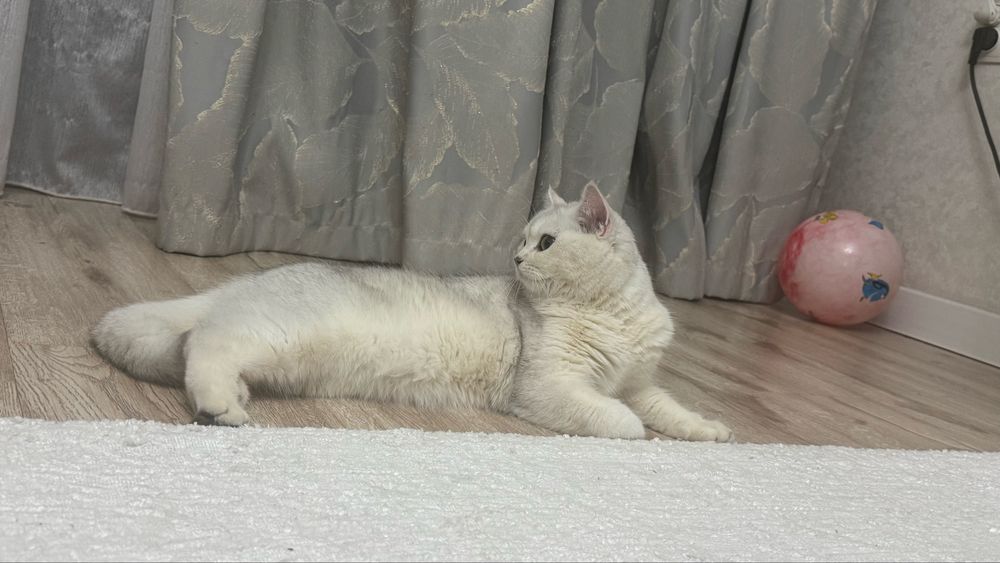 Британка короткошерстная