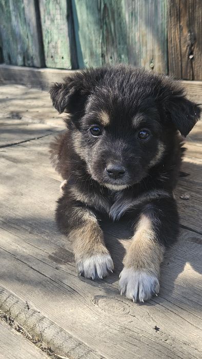 Отдам щенков 2,5  месяца