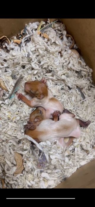 Olmaxon bollari bor ruchnoyga