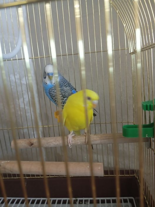 Продам попугаев волнистые с клеткой