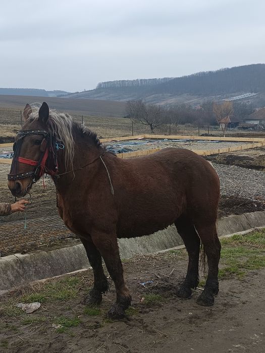 Vând iapa gestantă de patru luni la garanție la trăsături se probează