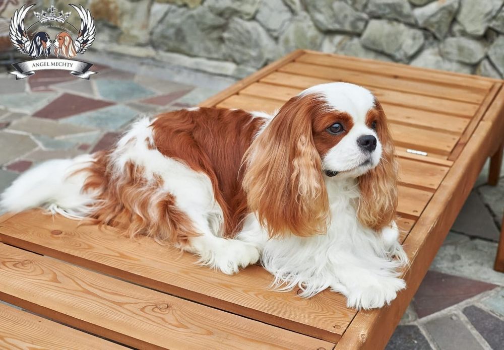 Кавалер Кинг Чарльз Спаниель