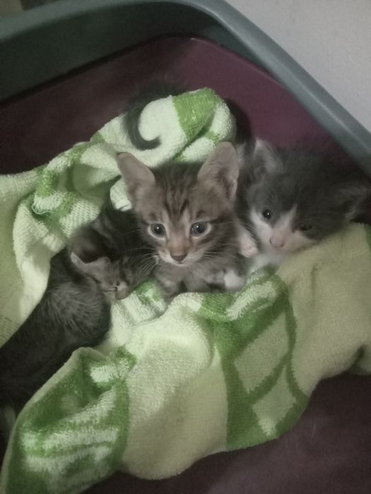 Котята в добрые руки