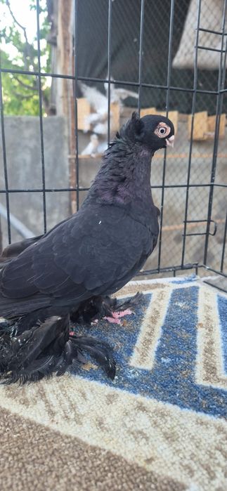 Голуби разных пород