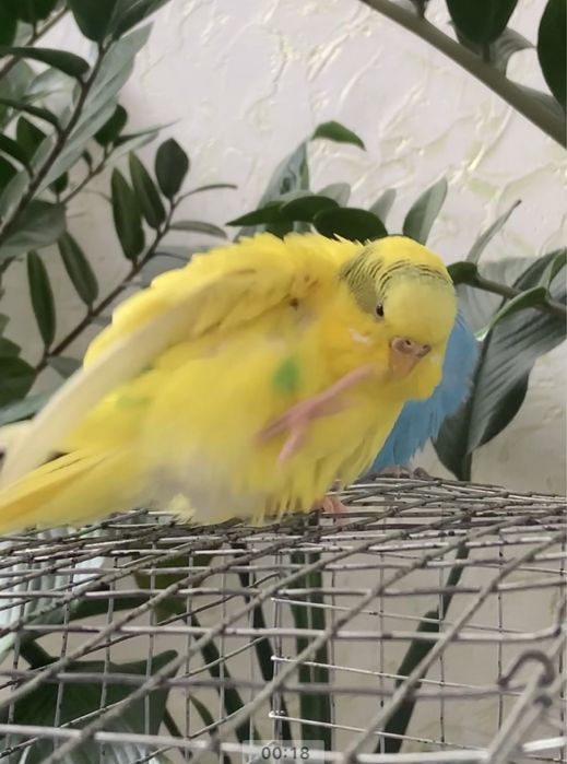 Попугайчики с клеткой,вещями