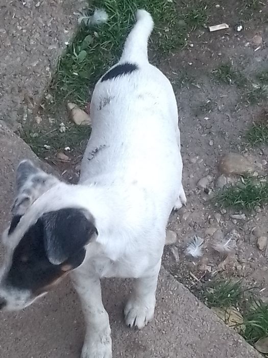 Jack Russel terrier