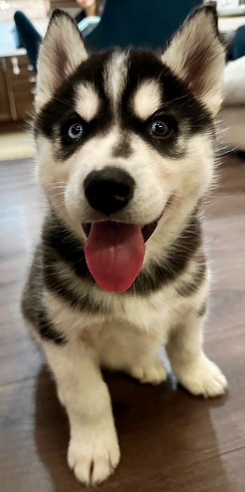 чисто кровные Сибирский Хаски