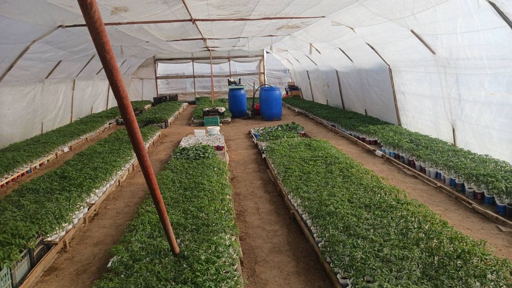 Оранжерия Асеновградска 144 кв.м.