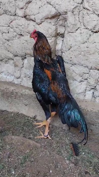 Дакан мошный зат