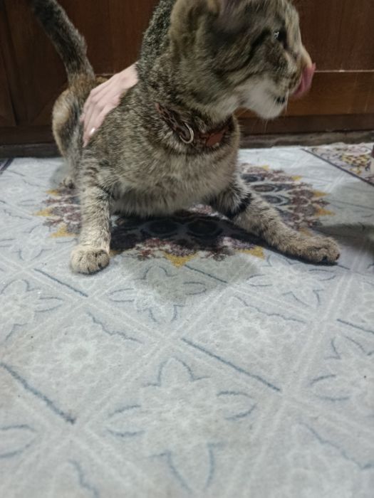 Котята 3 шт и мама кошка