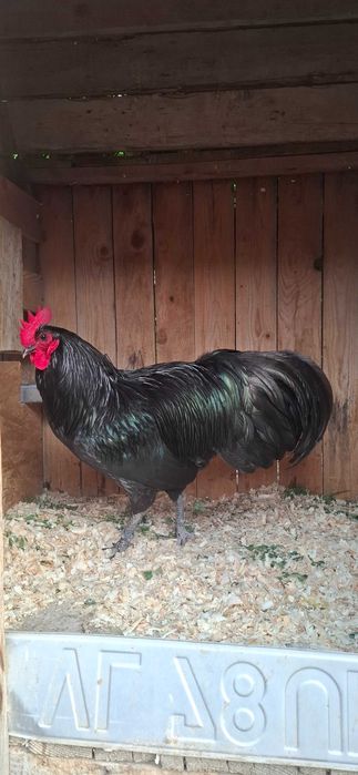 Cocoșii australorp negru