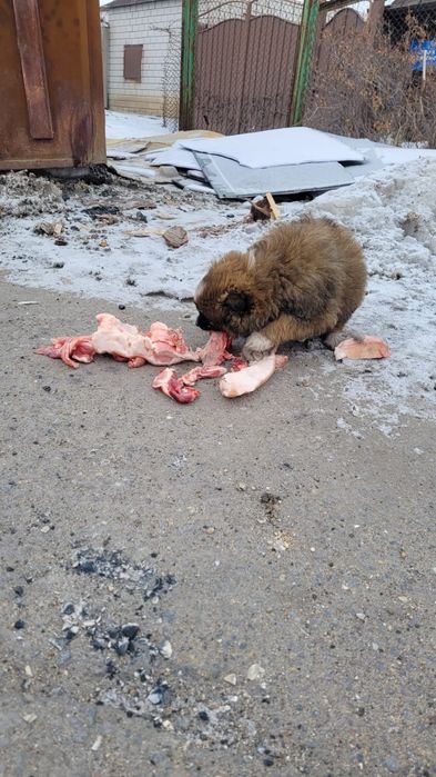 Щенки мальчики и девочки