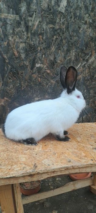 Vând o pereche de Uriaș de Transilvania