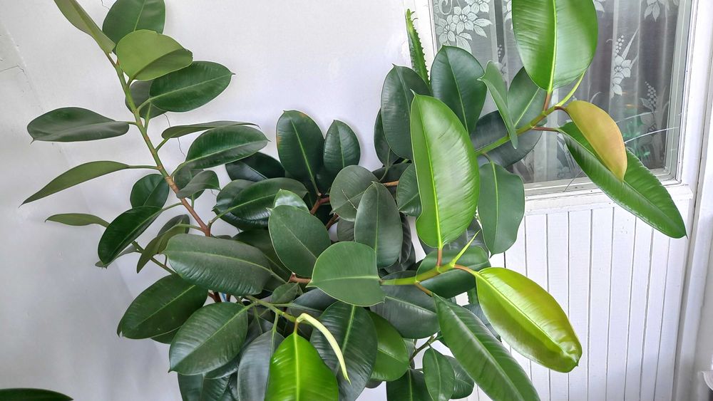 Фикус каучуконосный "Робуста" 1,75 м