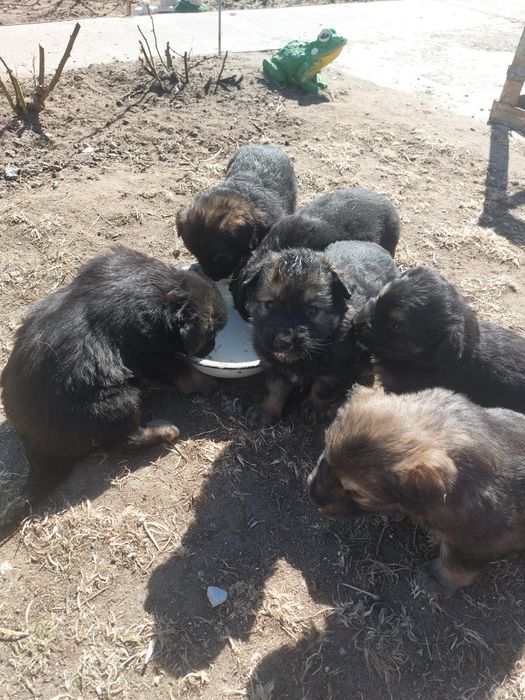 Щенки мама немецкая овчарка