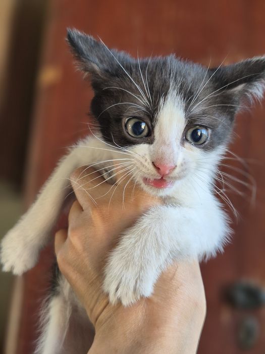 Отдам котят в хорошие руки