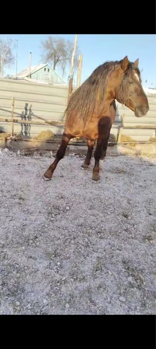 Продаётся жеребец