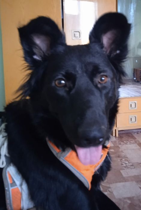 Отдам даром в добрые руки