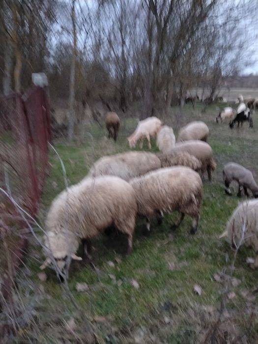 Vând Oi și Carabase și Suffoik și miei și Berbec  și Capre și iezi și