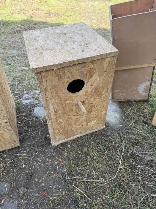 Cauibare papagali nimfe perusi micul alexandru agapornis