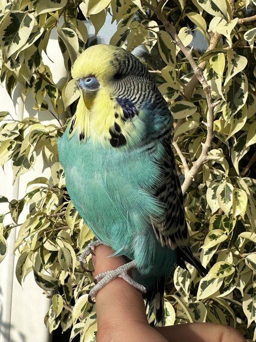 Выставочный Чех.