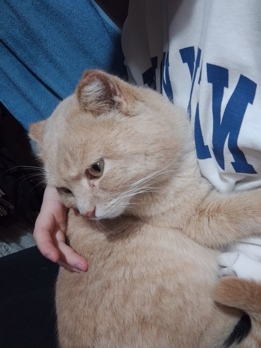 Отдам в хорошие руки кота зовут "Персик" . Хозяин умер его