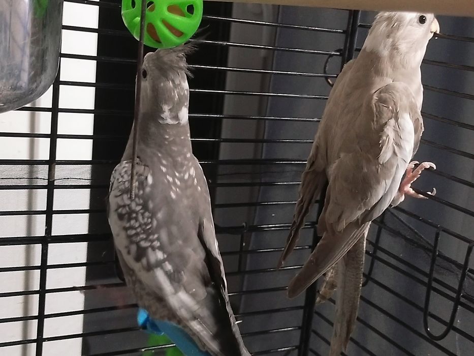 Кореллы безщекие