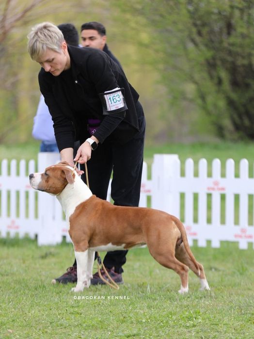 Femela amstaff rasă pură cu pedigree