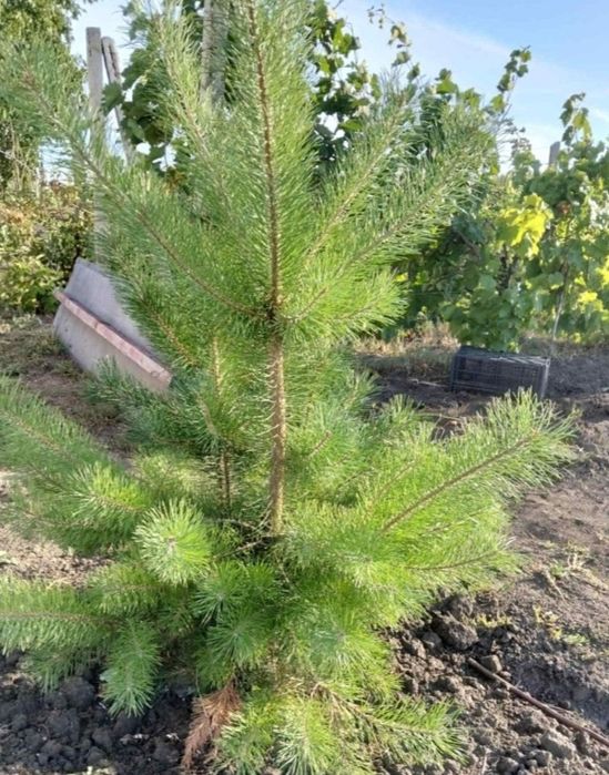 comercializăm puieți de salcâm pentru împădurirea terenurilor degradat