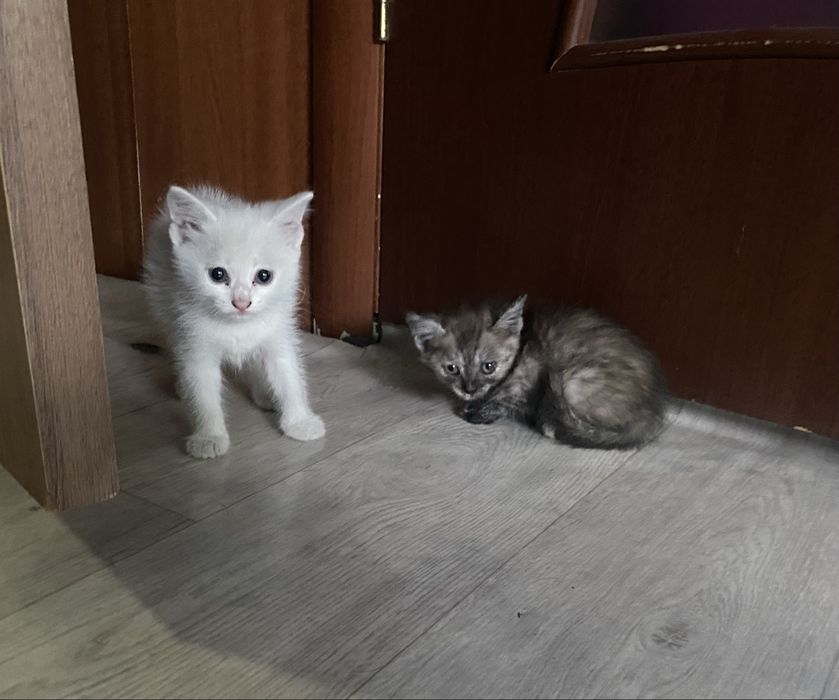 Отдам котят полтора месяца