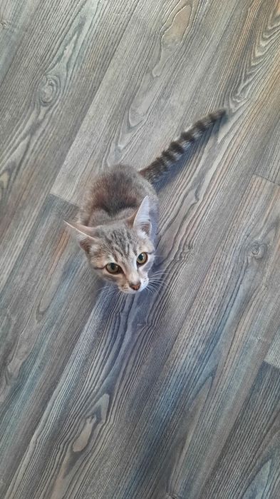 Нашли котёнка в районе ДСР