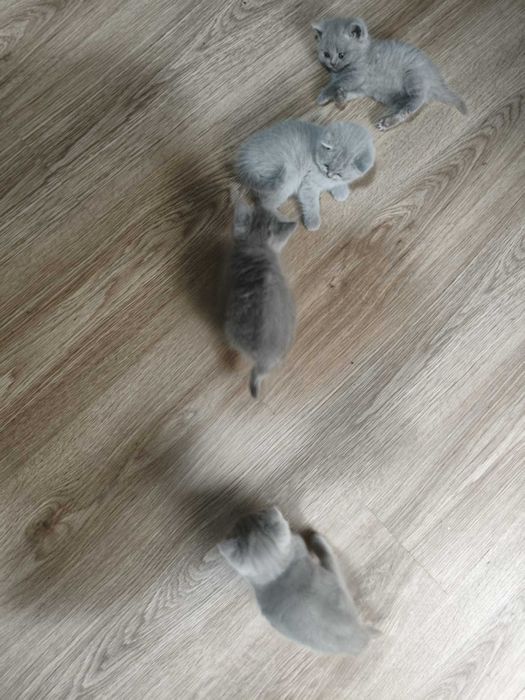 Pui de pisică British shorthair 6 saptamani